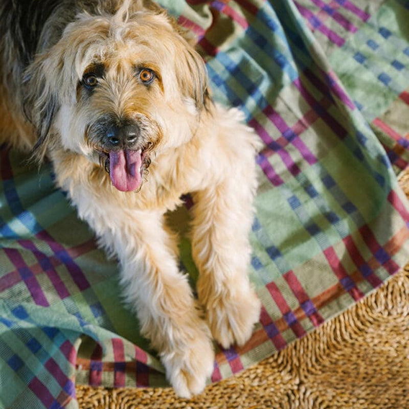 Mungo Fido Dog Blanket ~ Stella | New Zealand Delivery | Sabato Auckland