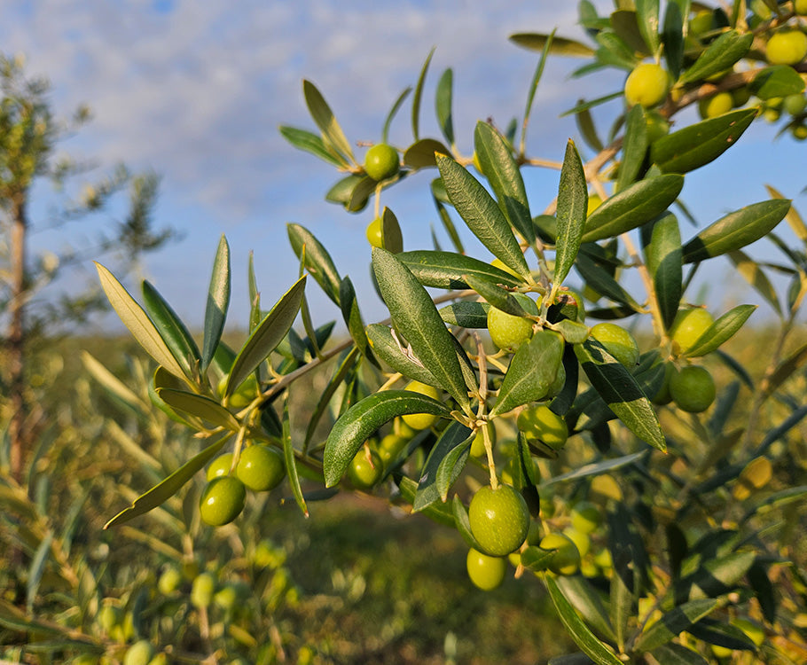 Spring Extra Virgin Olive Oil Promotion