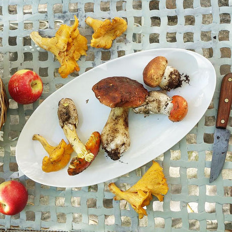 Tsé & Tsé Long Famished Serving Plate ~ White | French Porcelain Serving Platter | New Zealand Delivery | Sabato Auckland